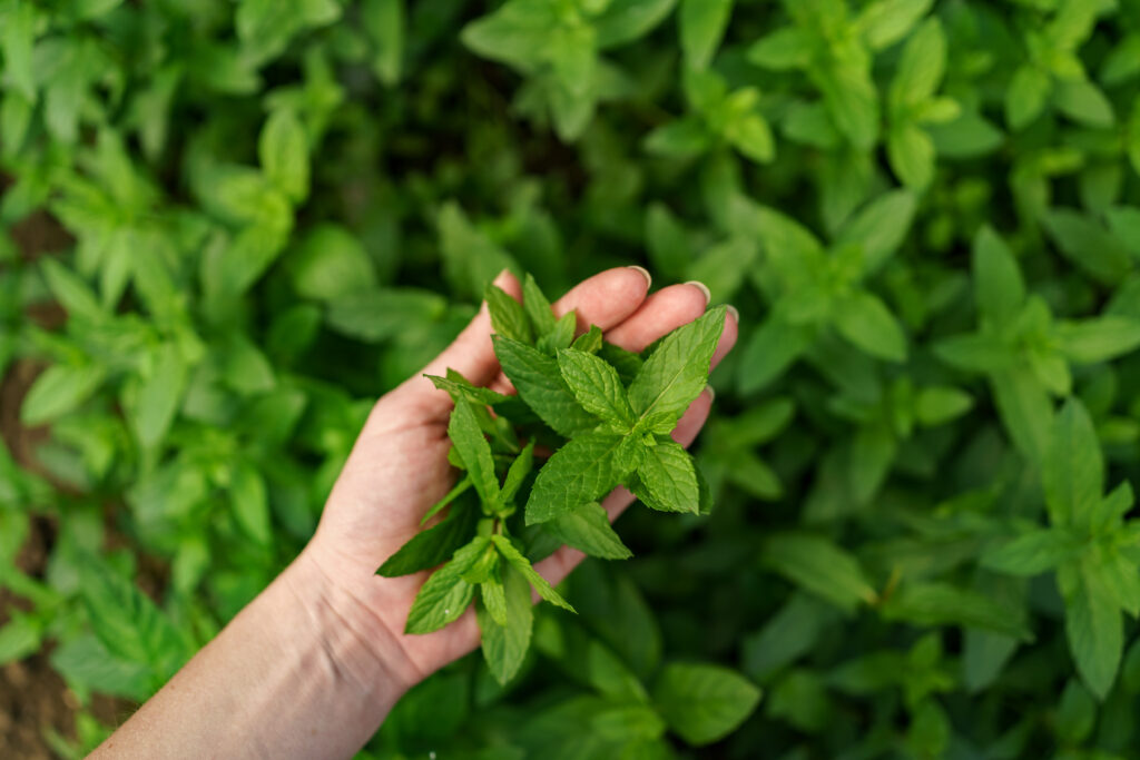 Stevia rebaudiana